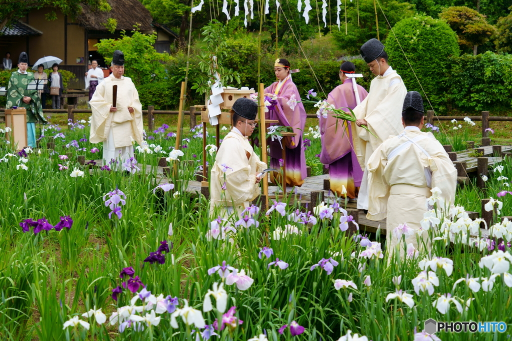 菖蒲初刈り神事