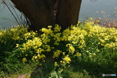 川面の花