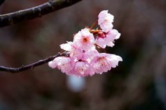 河津桜開花