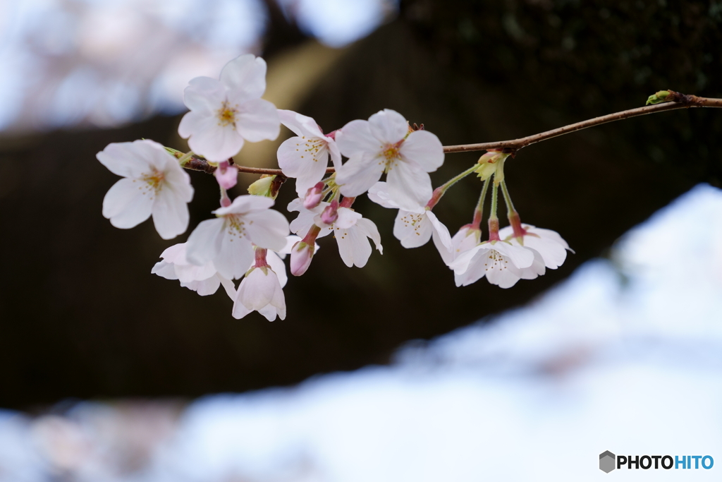 麗しき花弁