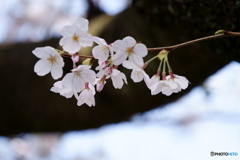 麗しき花弁