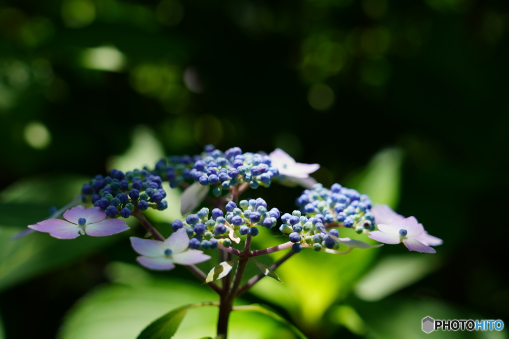 呑山観音寺・紫陽花7