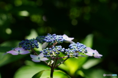 呑山観音寺・紫陽花7