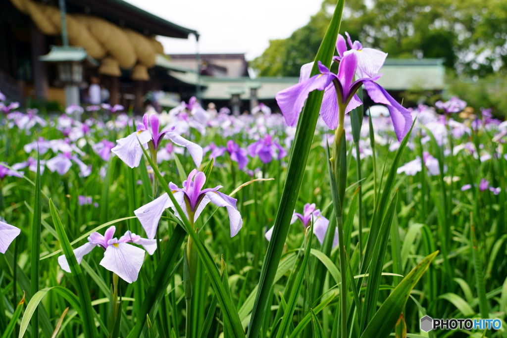 境内一面の菖蒲