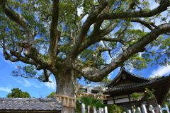 え!蛸の足? え!蛸の足?