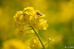 菜の花満開