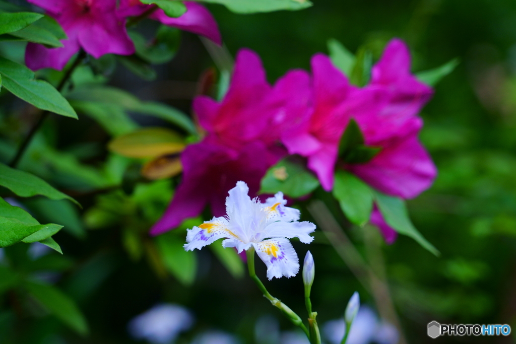 界隈小旅行・春の花