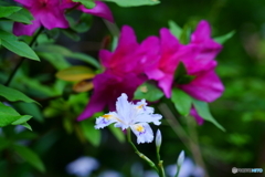 界隈小旅行・春の花