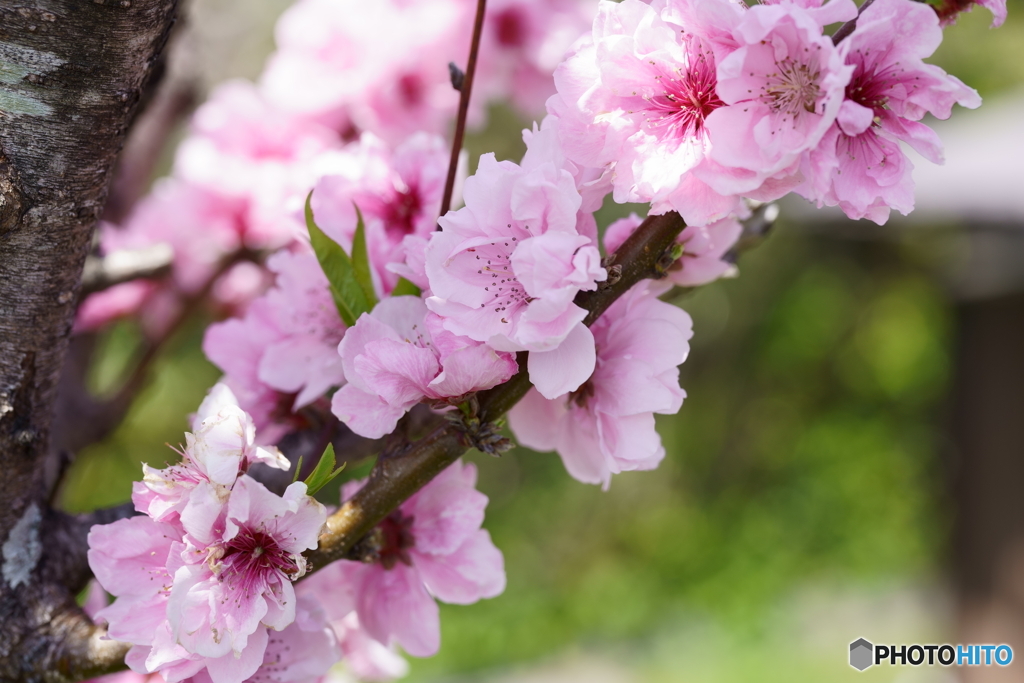 まだまだ綺麗八重桜