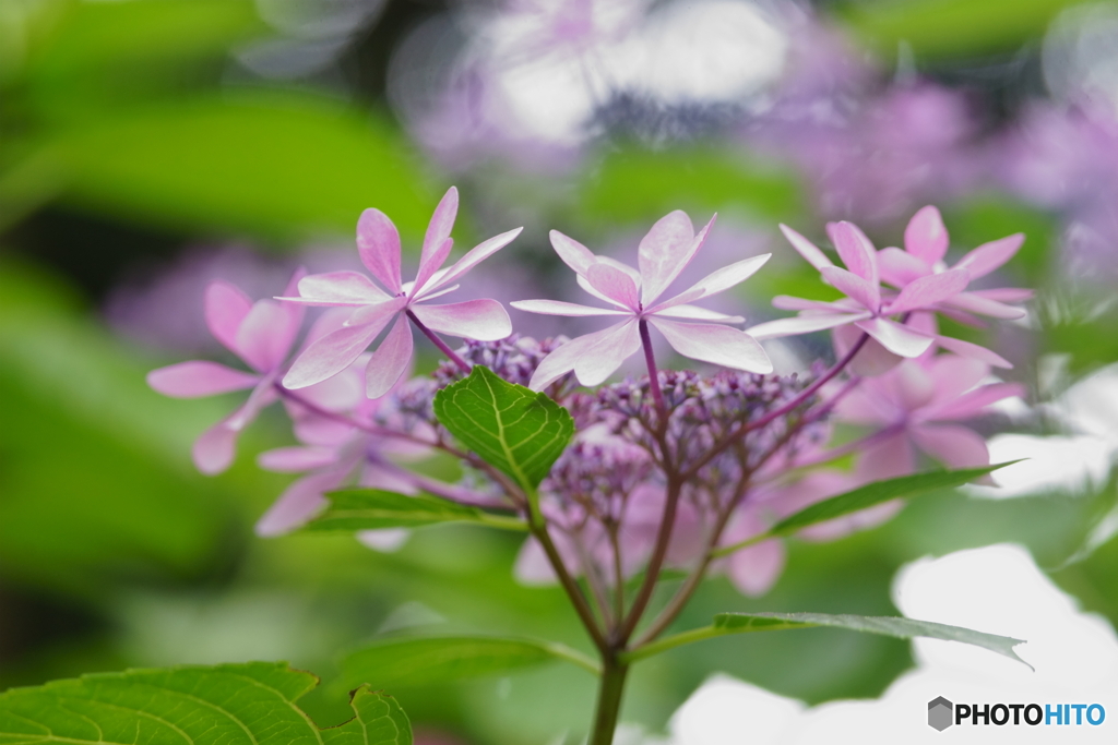 箱崎宮・紫陽花苑にて3