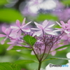 箱崎宮・紫陽花苑にて3