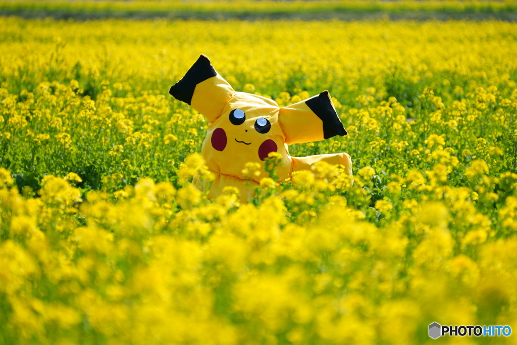 ポケモン出現