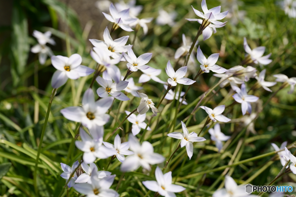 野辺の花にも春がきた2