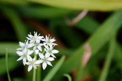 路傍に咲く草花2