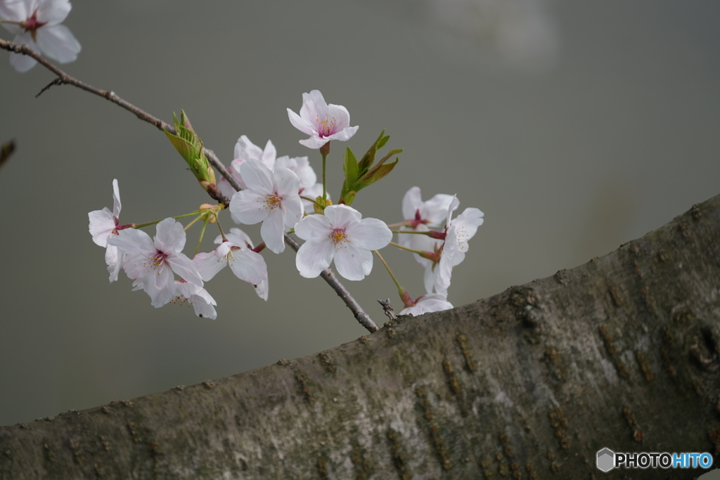 桜満開