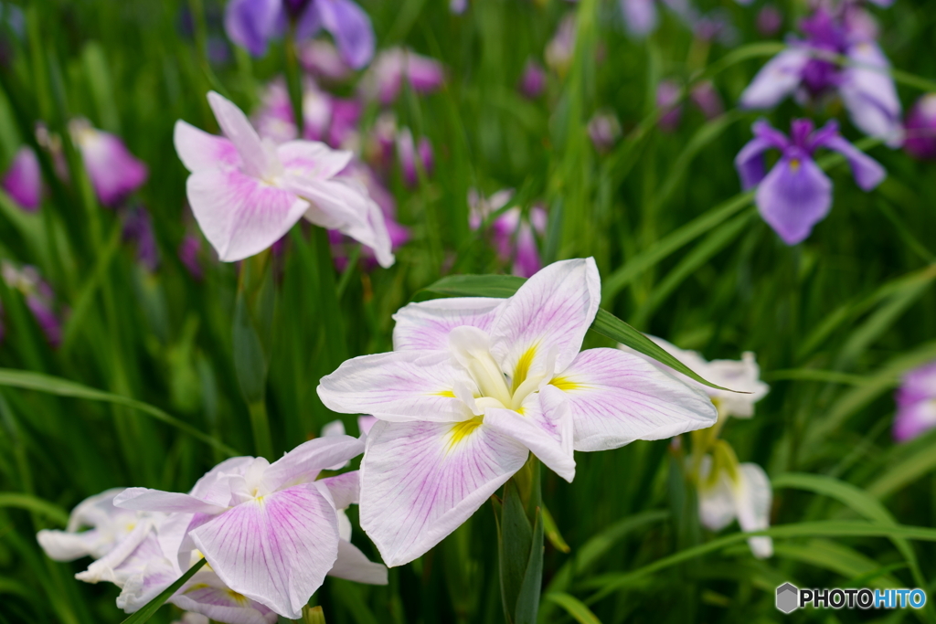 宮地嶽の菖蒲