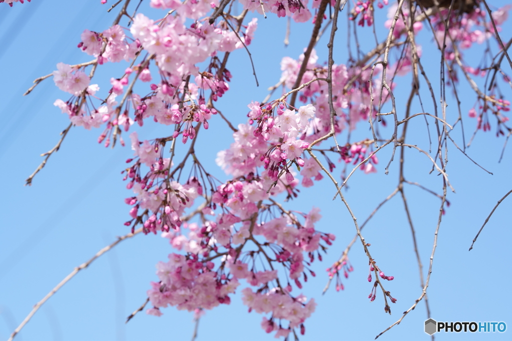 枝垂れ桜満開2