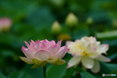 蓮4