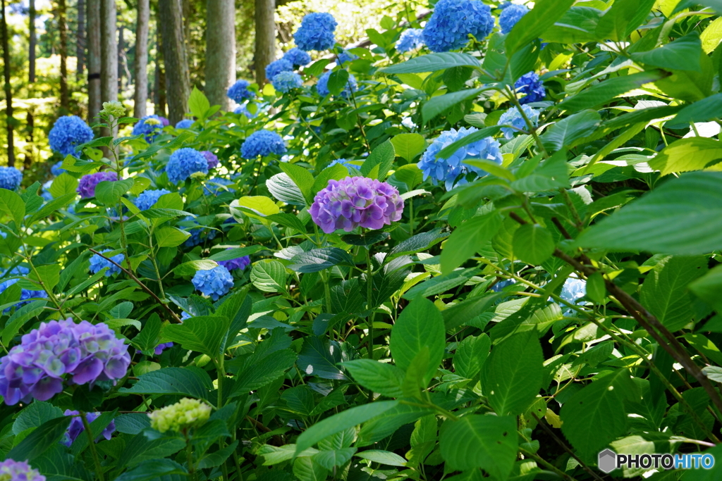 呑山観音寺・紫陽花4