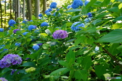 呑山観音寺・紫陽花4