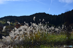 呑山観音寺の秋