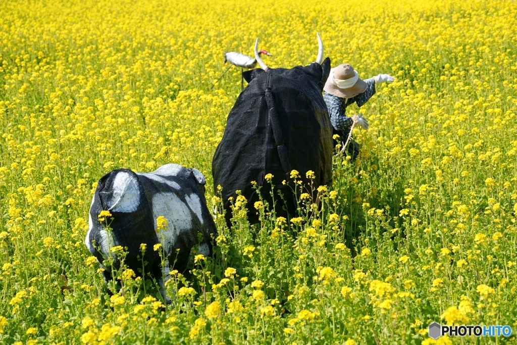 菜の花畑