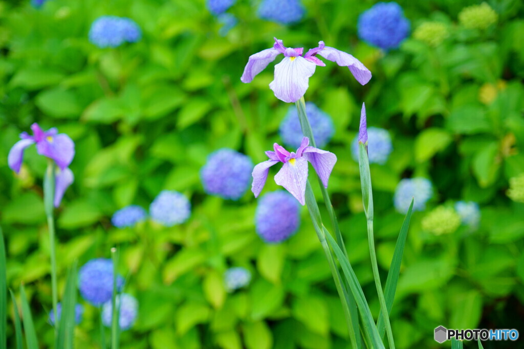 菖蒲と紫陽花のコラボ