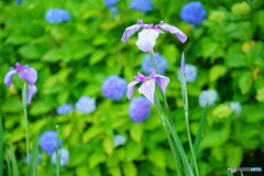 菖蒲と紫陽花のコラボ