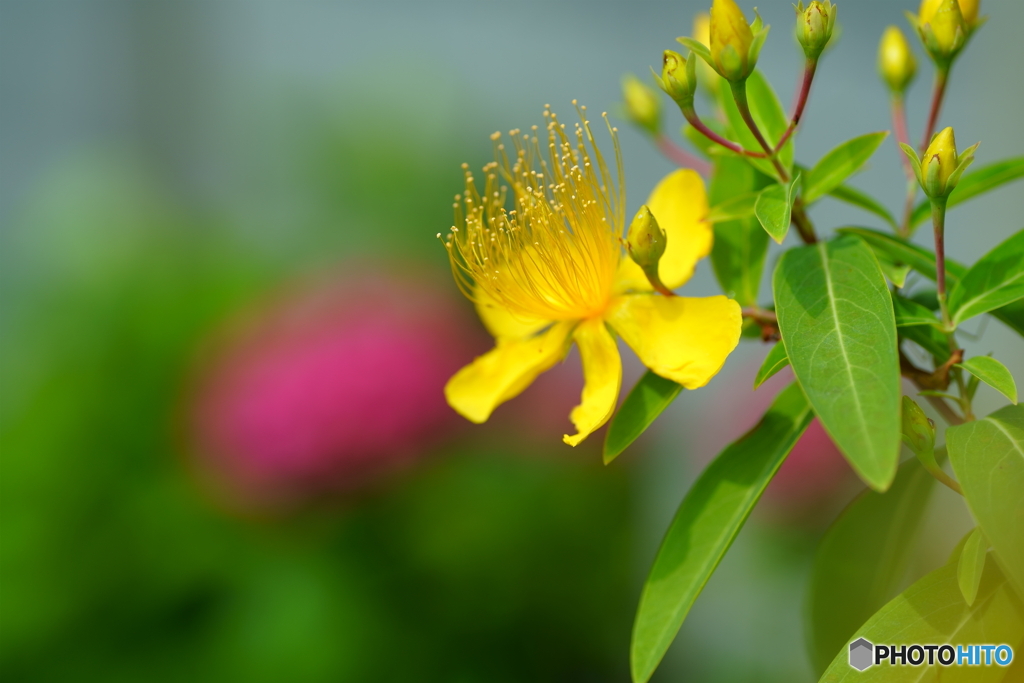 散歩写真・線路際に咲く花2