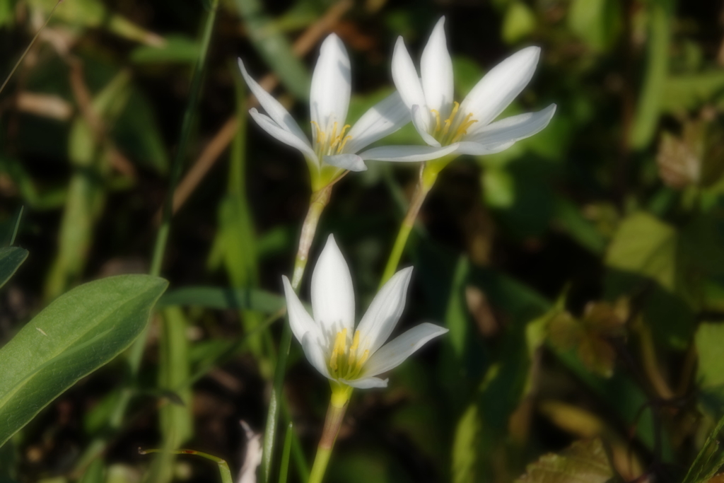 川辺に咲く花