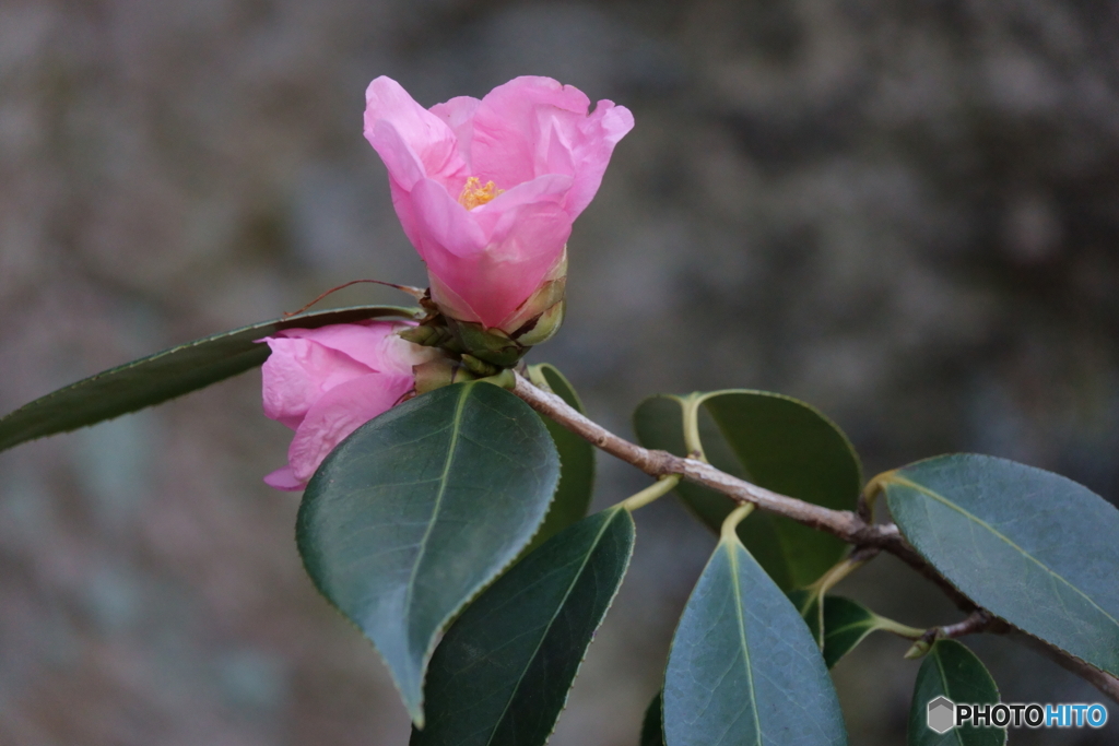 境内の山茶花