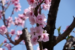 散歩写真・八重桜満開