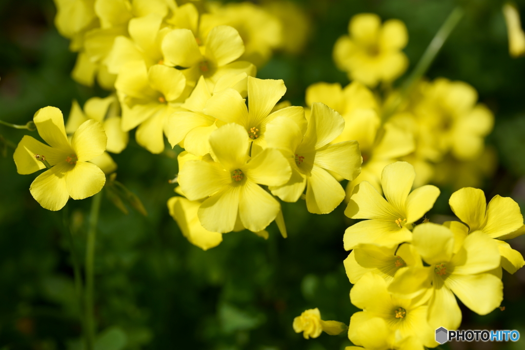 野辺の花にも春がきた