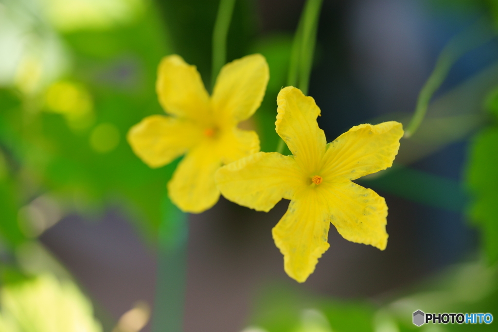 我が庭の風景・黄色い花