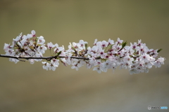 一枝の桜