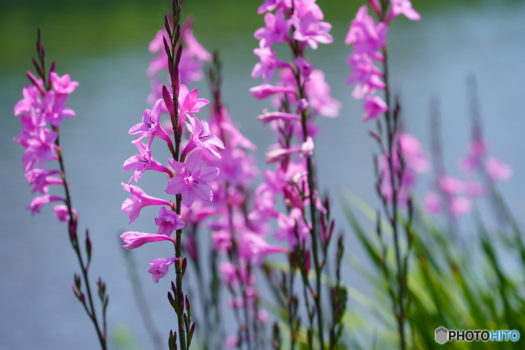 散歩写真・土手に咲く花