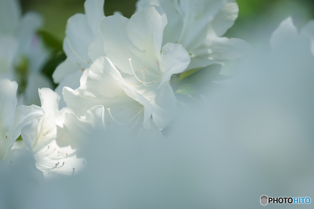 散歩写真・つつじ 