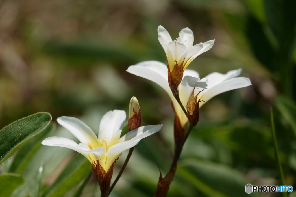 散歩写真・路傍に咲く花2