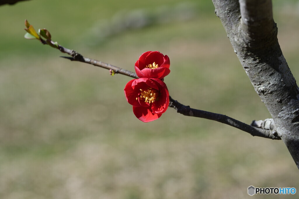 ボケの花