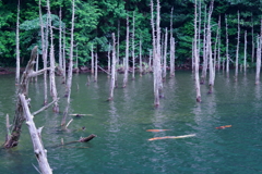蒼霧鯉池