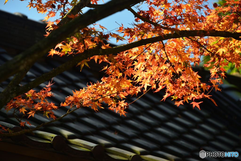 呑山観音寺の秋模様