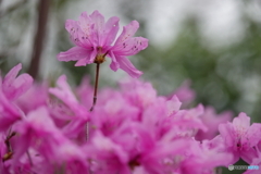 散歩写真・ミツバツツジ