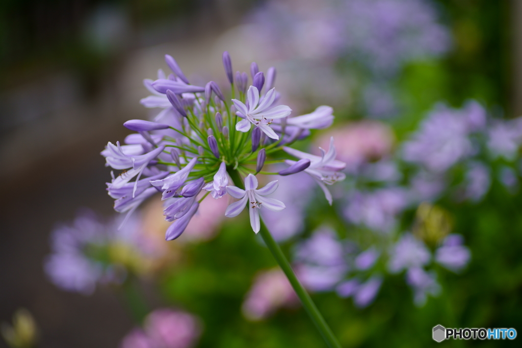 散歩写真・線路際に咲く花