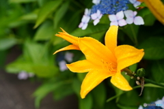 梅雨の合間の散歩写真