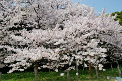名島城趾の臥竜桜