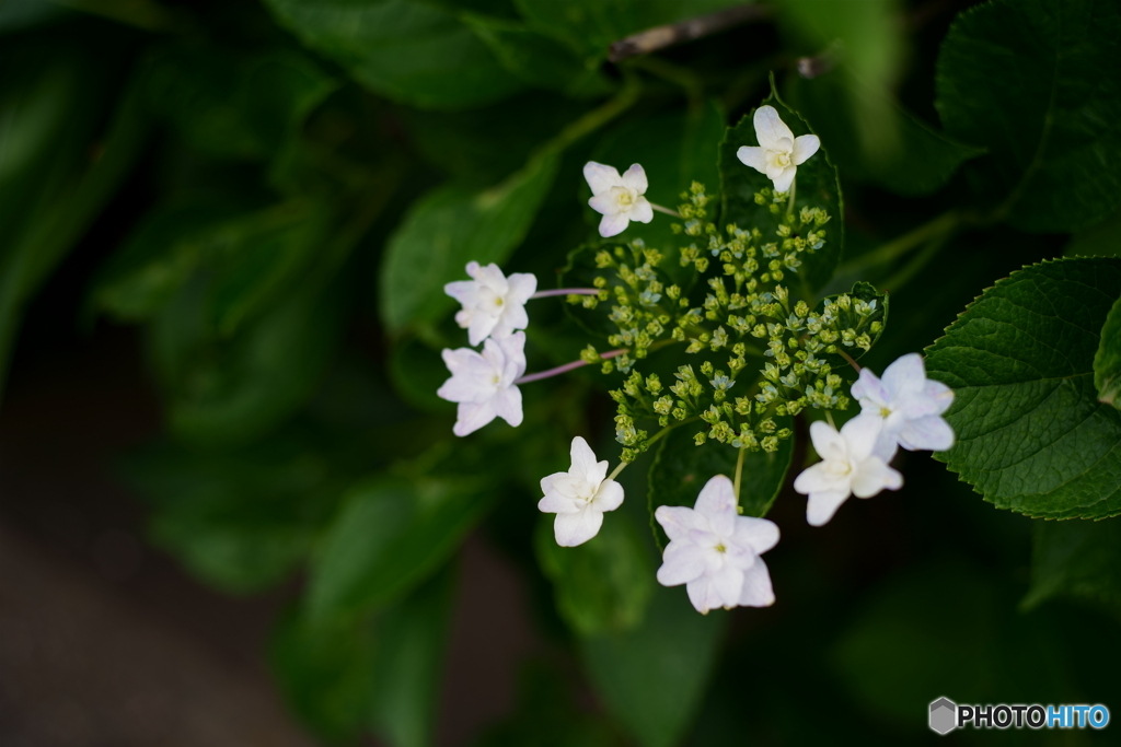 梅雨の合間の散歩写真・紫陽花3