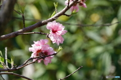 すもも（？）の花