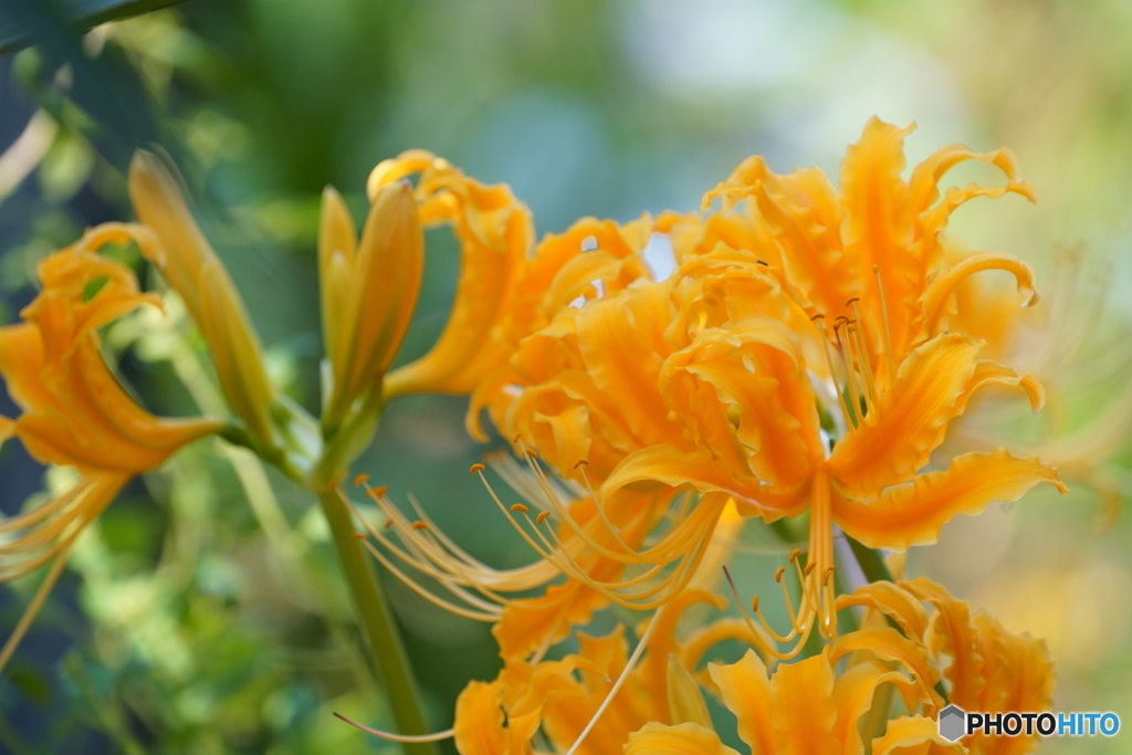黄色い曼珠沙華