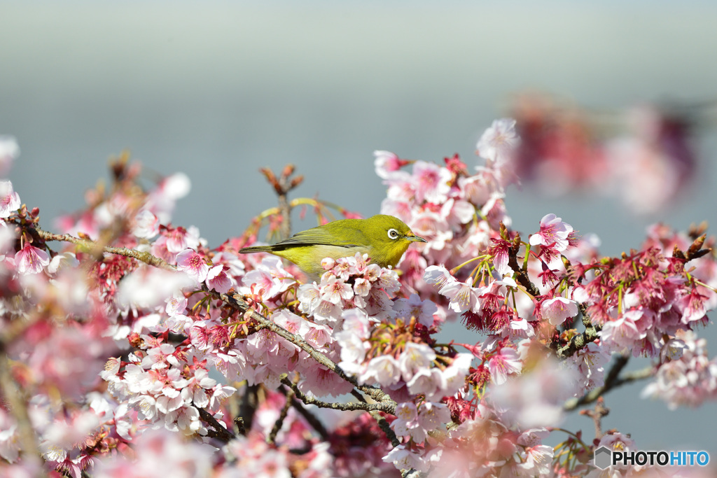 花蜜に囲まれ僕幸せ