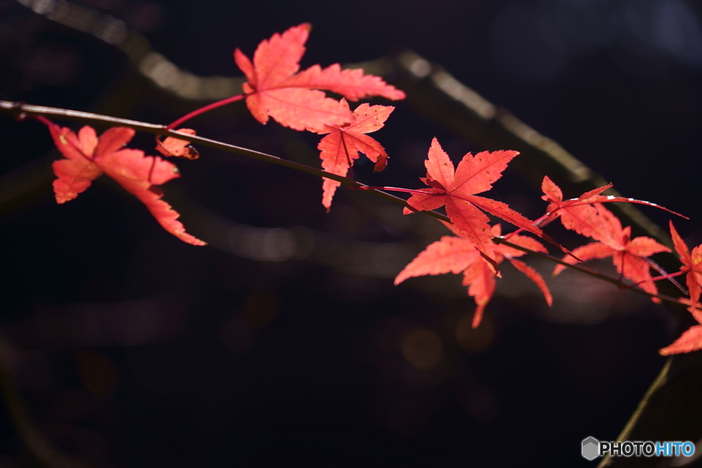 呑山観音寺・紅葉2